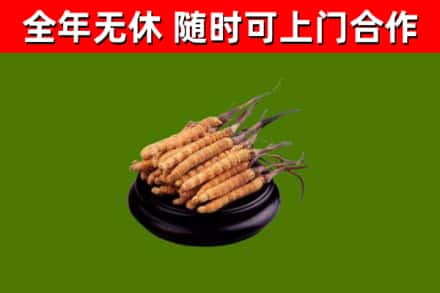 多伦回收散虫草